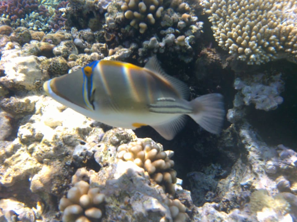 Strand Makadi Spa - Adults only