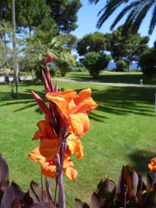 Wenn Spaniens Blumen blühen  Hipotels Eurotel Punta Rotja Golf & Spa