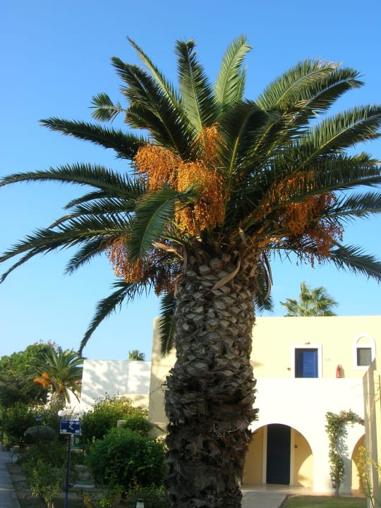 Palmy są cudowne. Grecotel Casa Paradiso