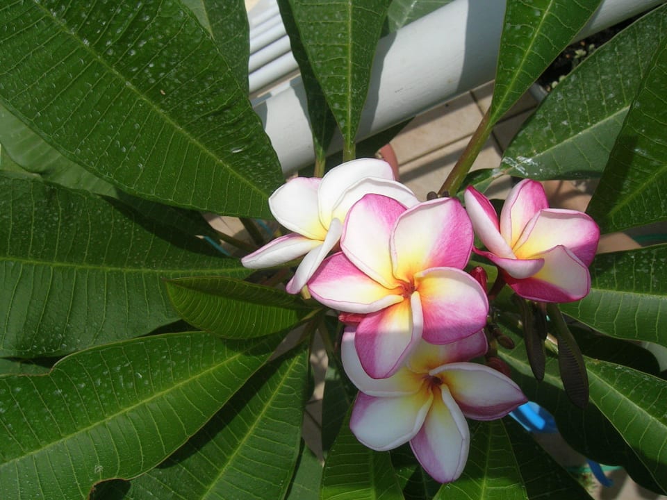 Candylemon plumeria Hotel Kathrin Beach