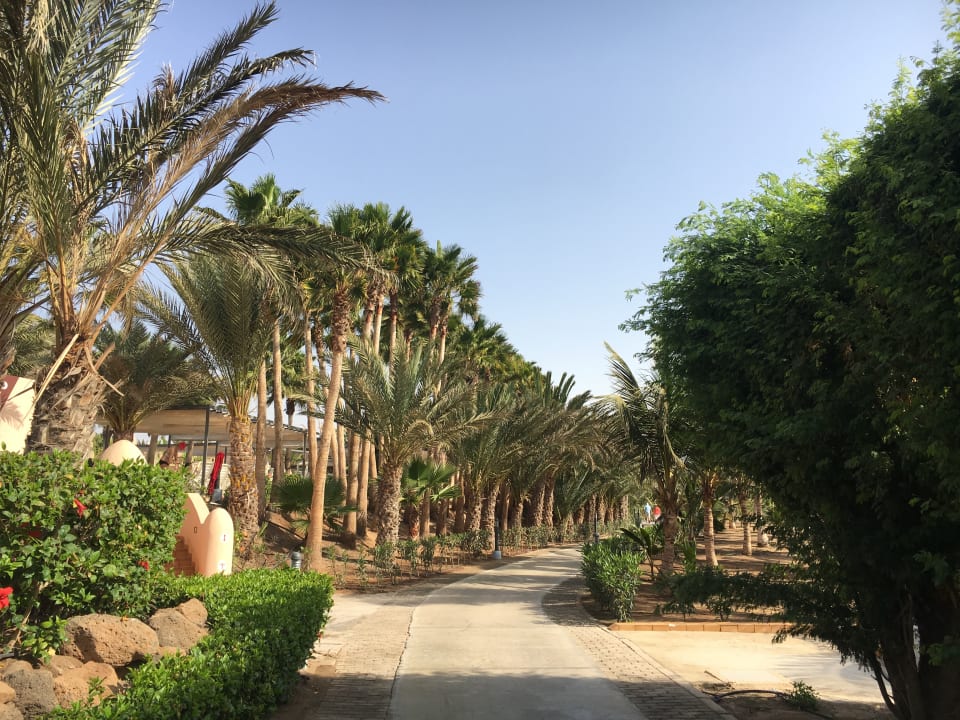 Gartenanlage Hotel Riu Cabo Verde