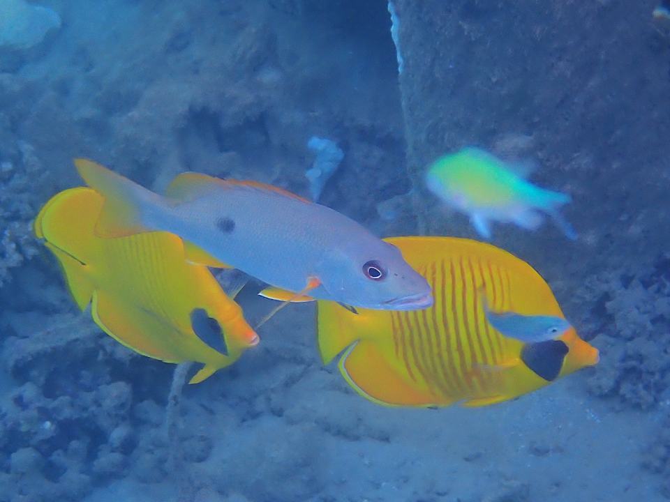 Sonstiges Shams Alam Beach Resort