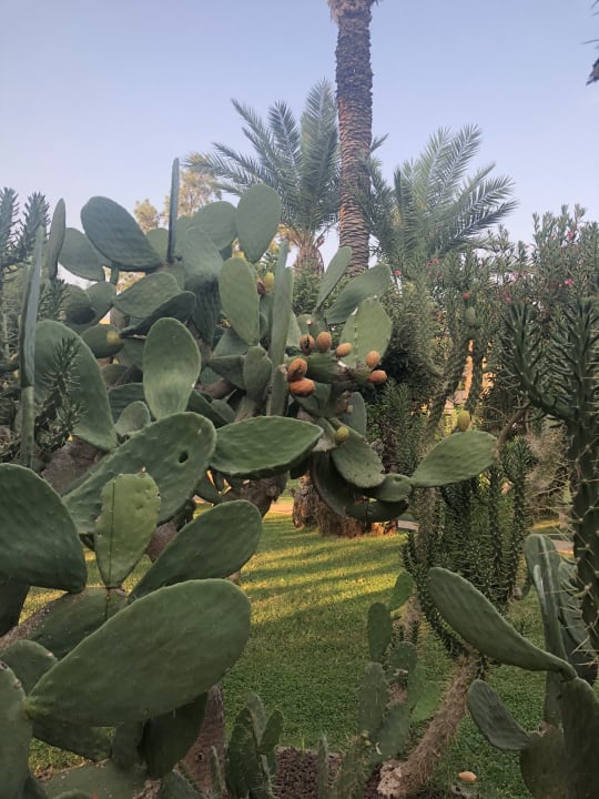 Gartenanlage Labranda Alantur Resort