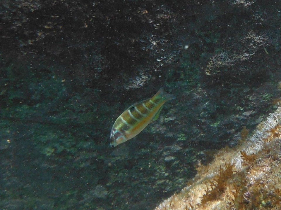 Fisch am vorgelagerten Felsen High Beach Resort