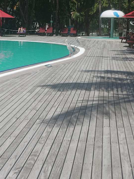 Pool Cinnamon Dhonveli Maldives