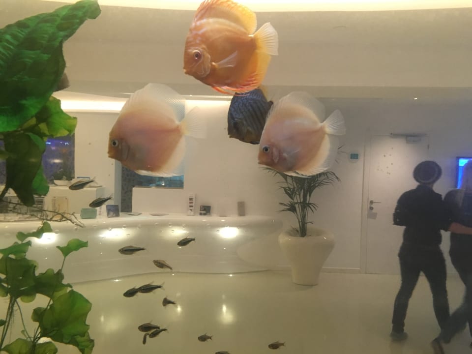 Lobby The Sea Hotel by Grupotel - Adults only