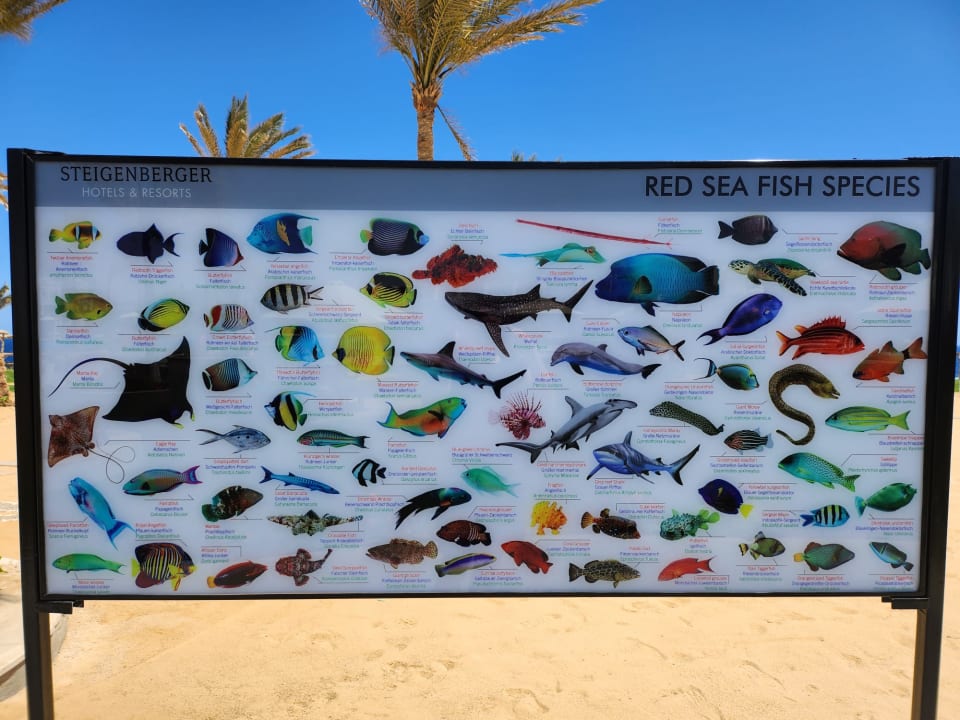 Strand Steigenberger Resort Alaya Marsa Alam - Red Sea - Adults only