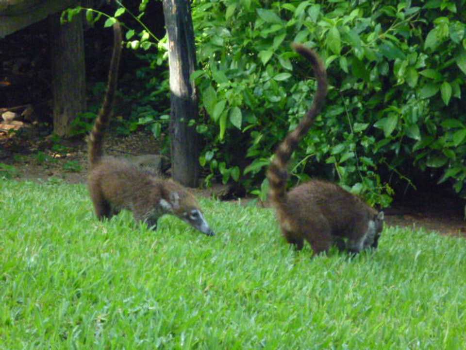 Hungrige Tierchen Grand Palladium Select White Sand Resort & Spa