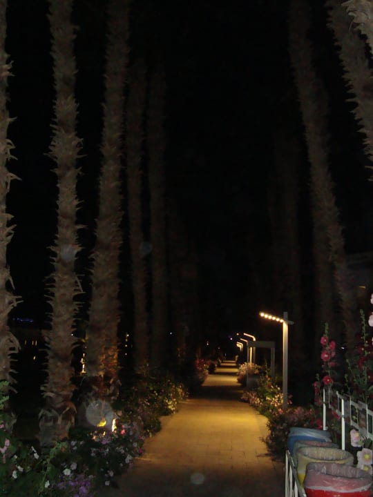 Gartenanlage Beach Albatros Resort