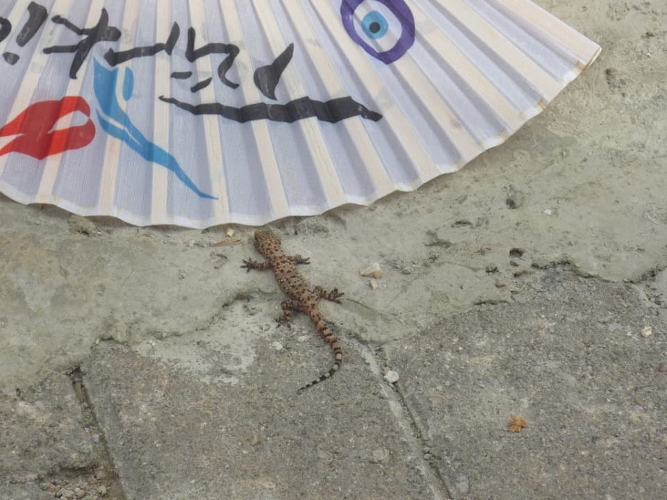 Ein kleiner Gecko auf der Straße Blue Diamond Alya