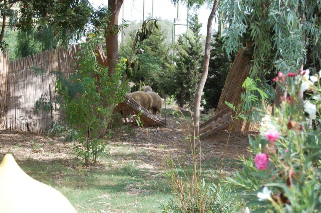 Jardin piscine et moutons Miramar Sharm El Kantaoui