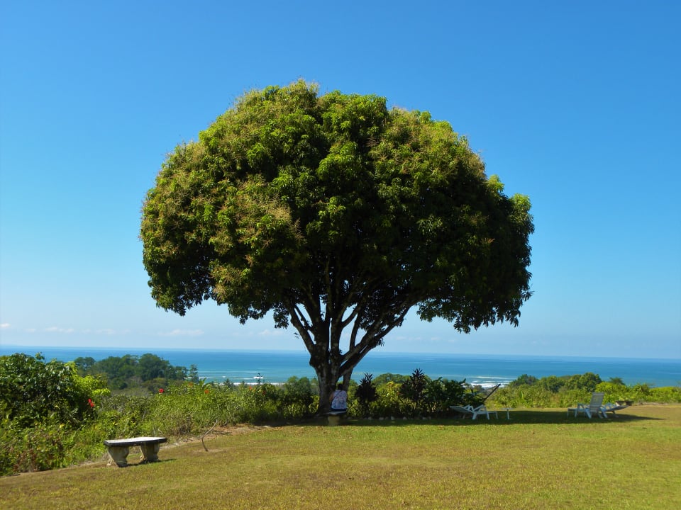 Gartenanlage Hotel Lookout at Playa Tortuga