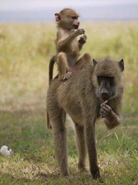 Direkt vor unserer Terrasse Ol Tukai Lodge