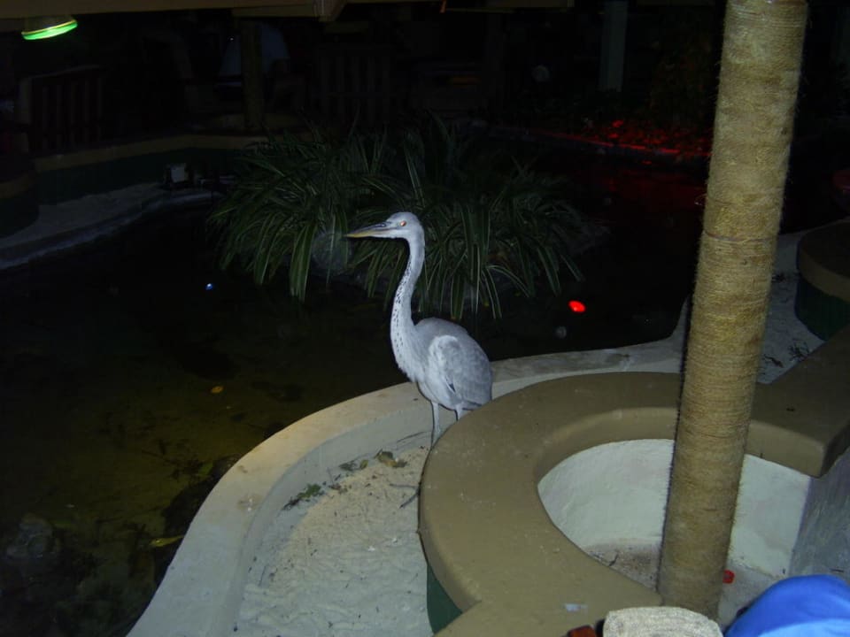 Fischreiher in der Bar Summer Island Maldives