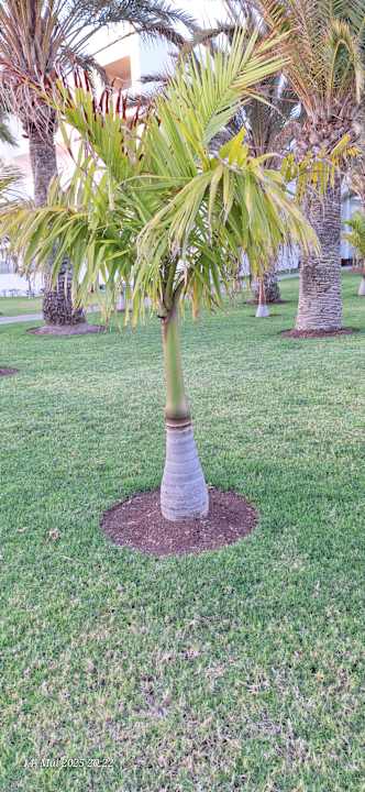 Gartenanlage Hotel Riu Gran Canaria
