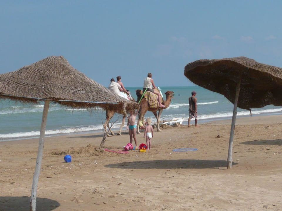 Kamele am Hotelstrand Hotel Club Acquaviva