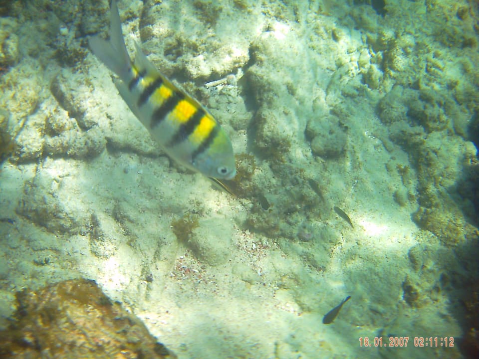 Unterwasser gibts nicht zu sehen nur 1 Fisch BelleVue Dominican Bay
