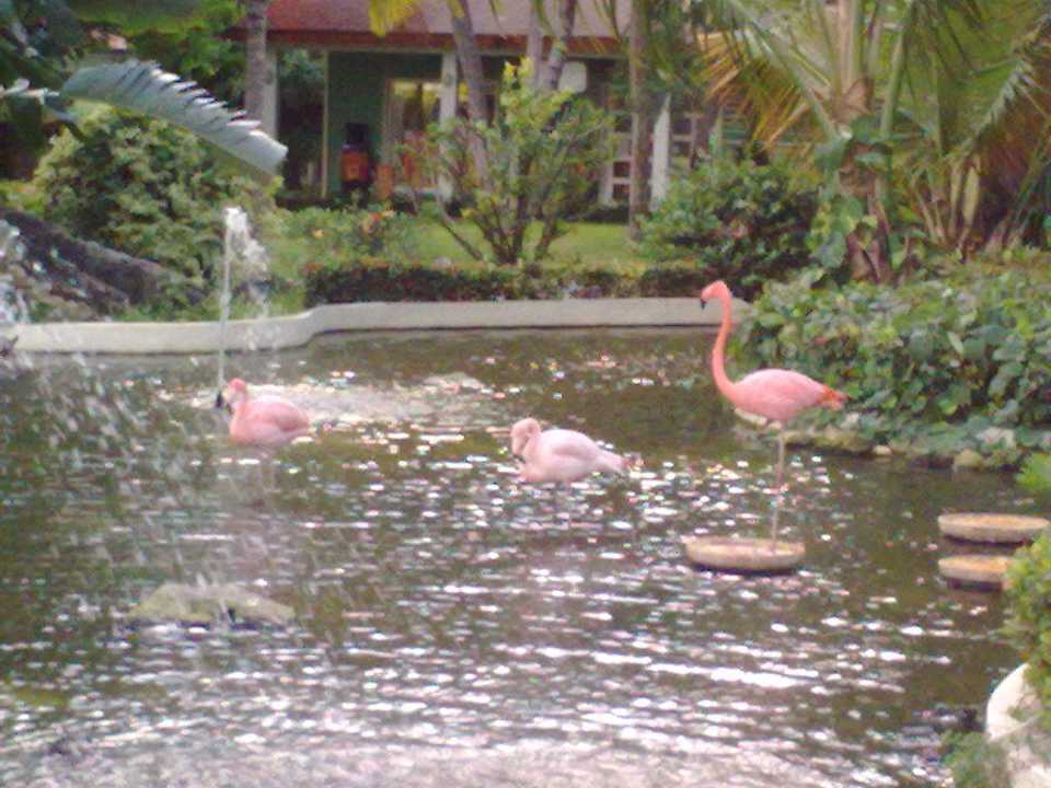 Haustiere Grand Palladium Select Bávaro Resort & Spa