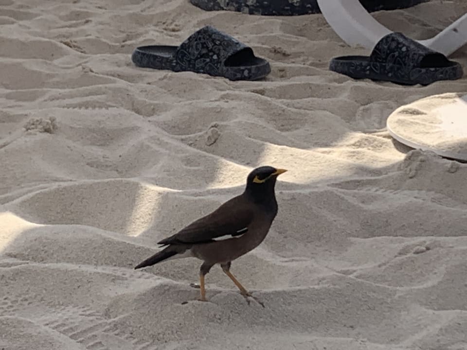 Strand Radisson Beach Resort Palm Jumeirah