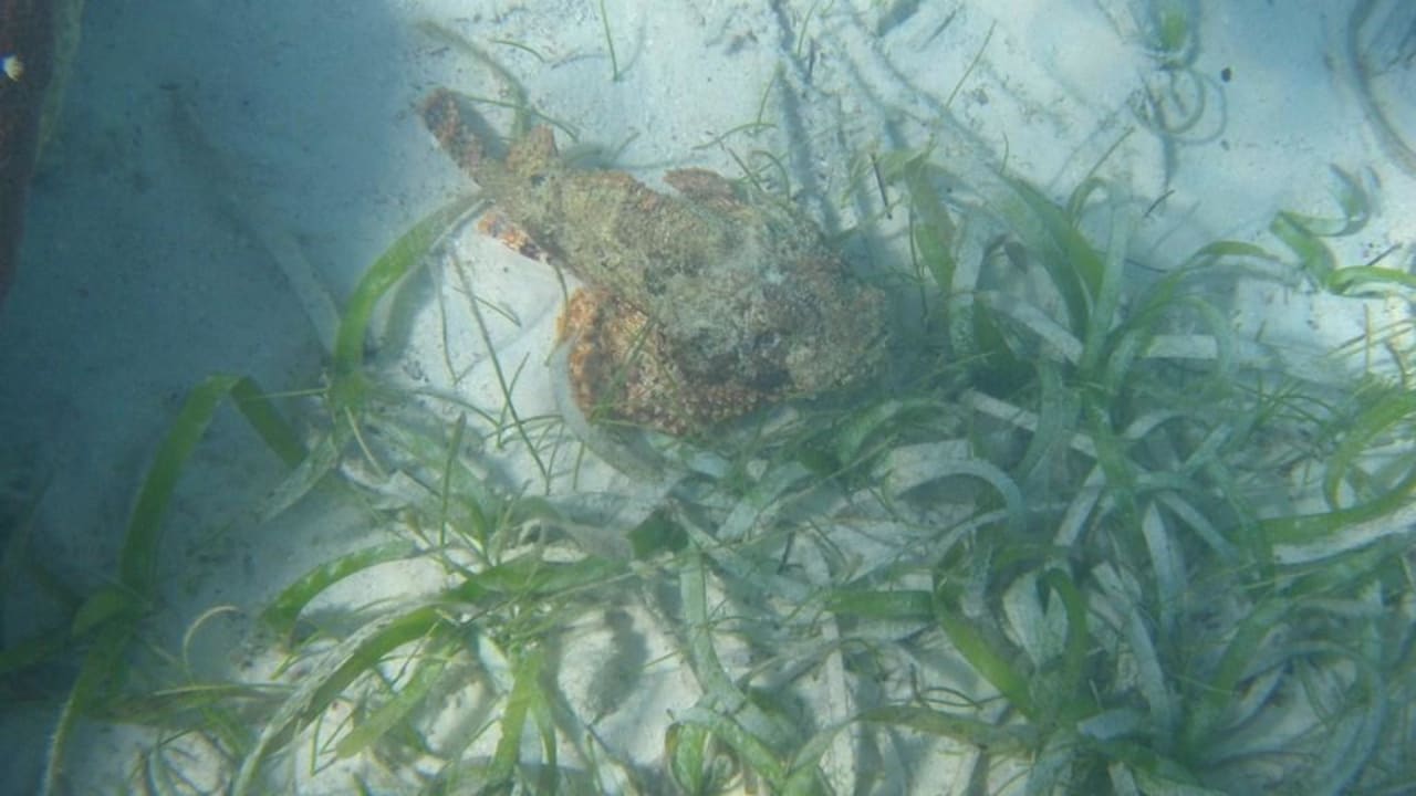 Steinfisch Royal Service at Paradisus Río de Oro Resort & Spa