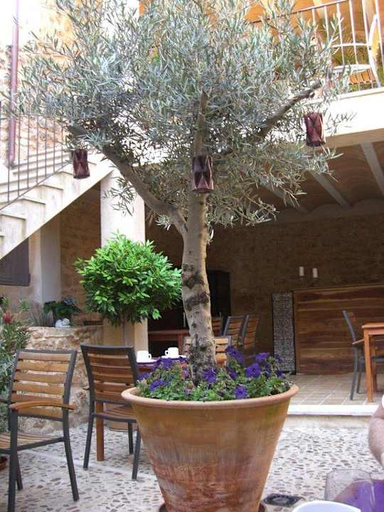 Innenhof Hotel Ca'n Pere