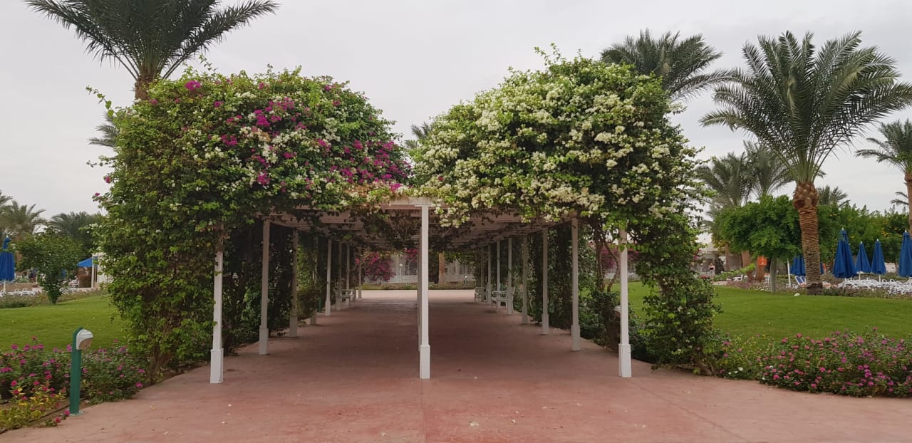 Gartenanlage Desert Rose