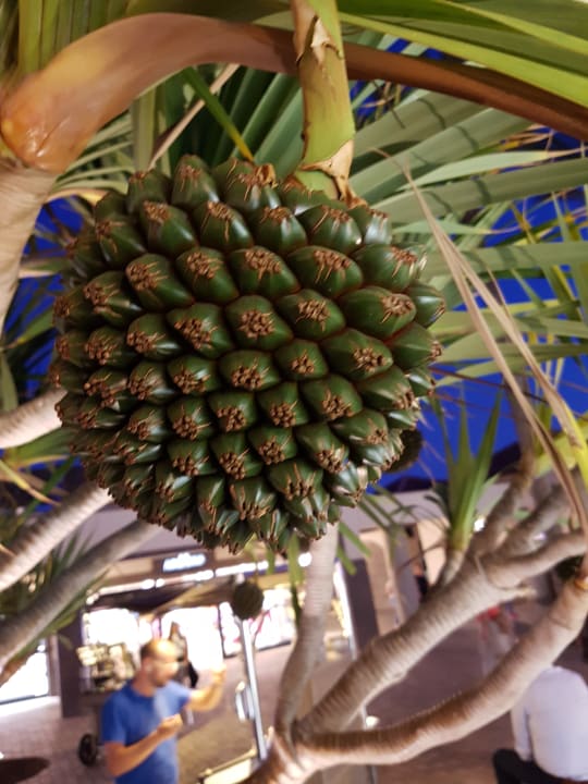 Sonstiges HL Suitehotel Playa del Ingles