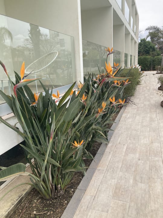 Gartenanlage BG Hotel Caballero