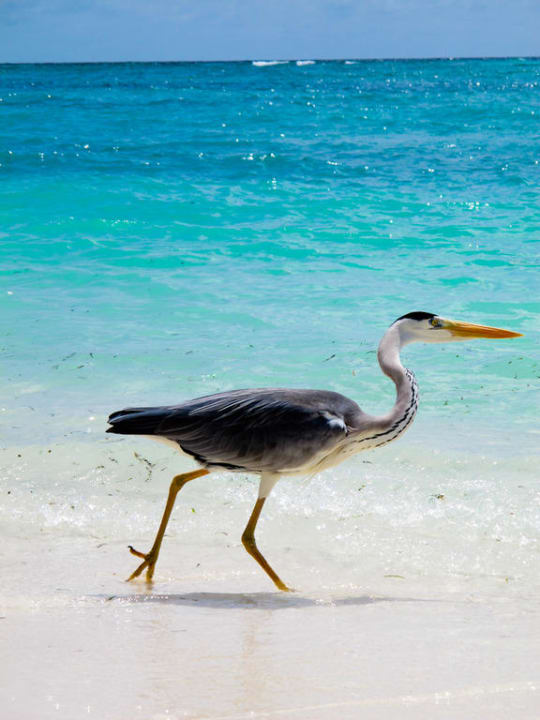 Fischreiher Kuredu Island Resort & Spa