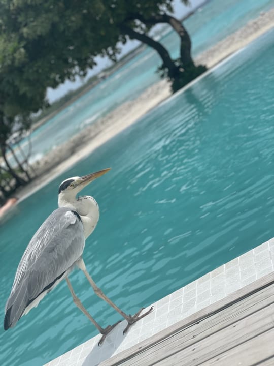 Pool Cinnamon Dhonveli Maldives