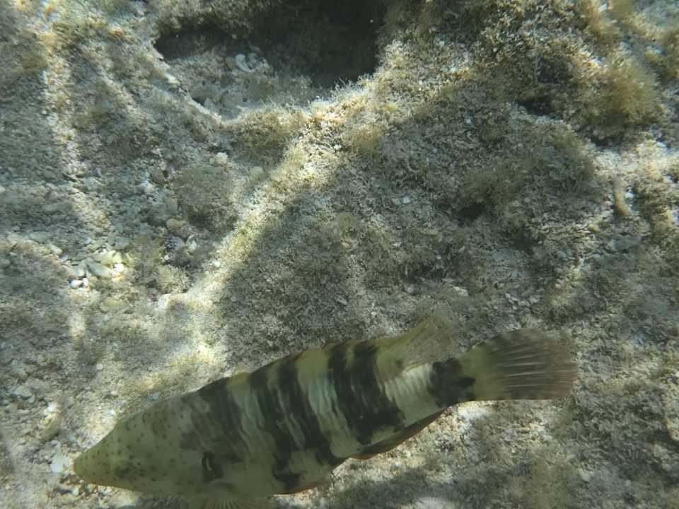 Strand Pickalbatros Sea World Resort - Marsa Alam