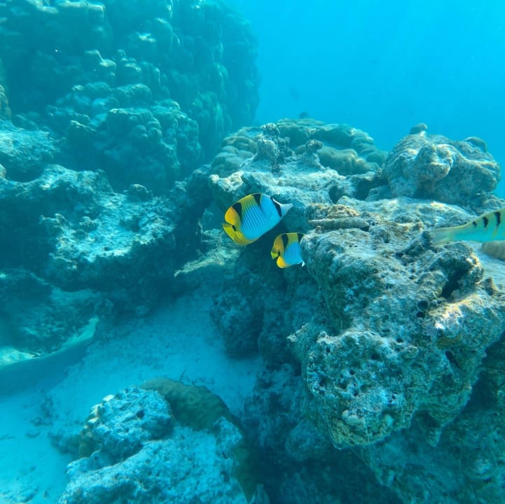 Sport & Freizeit Hotel Riu Palace Maldivas