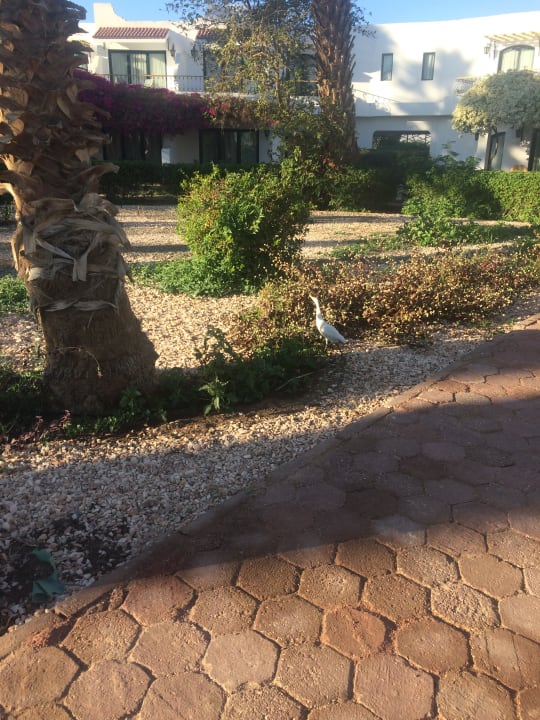 Gartenanlage Lotus Bay Beach Resort