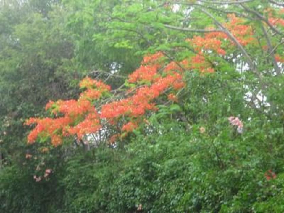 Farbenpracht Kaskazi Beach Resort