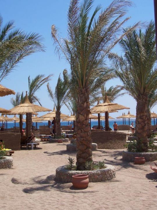Palme am Strand Beach Albatros Resort