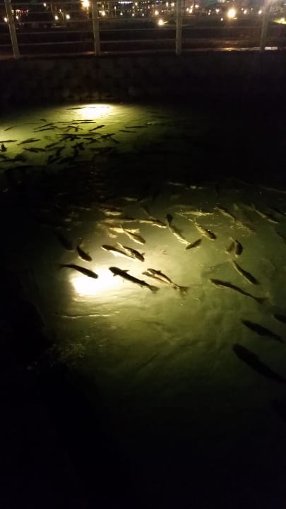 Fische im Fluss Pickalbatros Dana Beach Resort - Hurghada