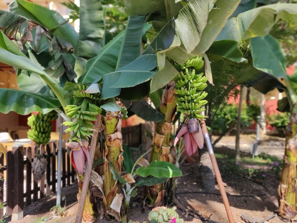 Gartenanlage Elba Carlota Beach & Golf Resort