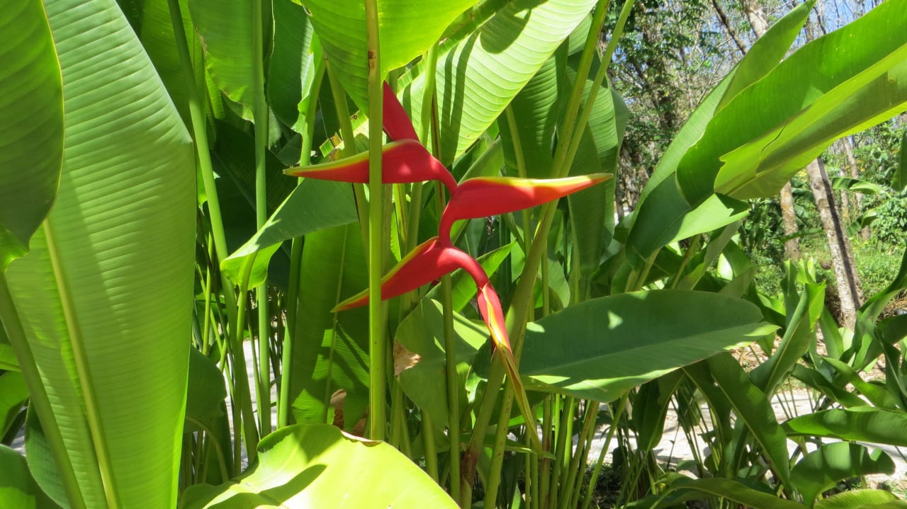 Eine Blume Phuket Lotus Lodge