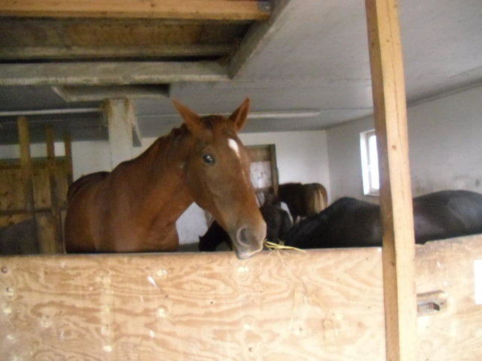 Pferde Rügen-Ferienhof