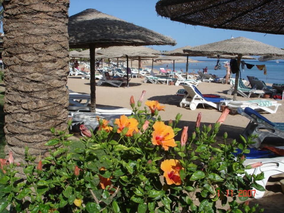 Blick zum Strand Fort Arabesque Resort, Spa & Villas
