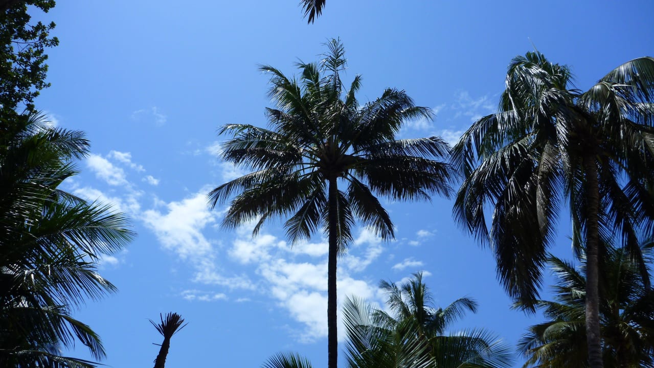 Ausblick von einer Strandliege Hotel Pinewood Beach Resort & Spa
