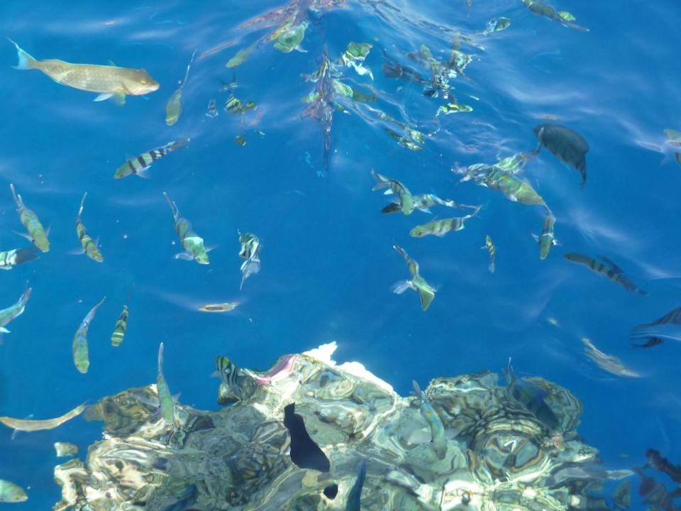 Hotel-reef The Grand Hotel Sharm El Sheikh