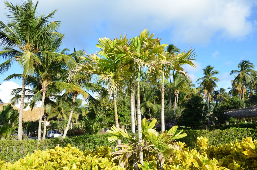 Gartenalnlage TRS Turquesa Hotel - Adults only