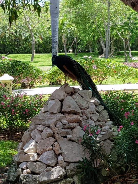 Gartenanlage Iberostar Waves Paraiso Beach