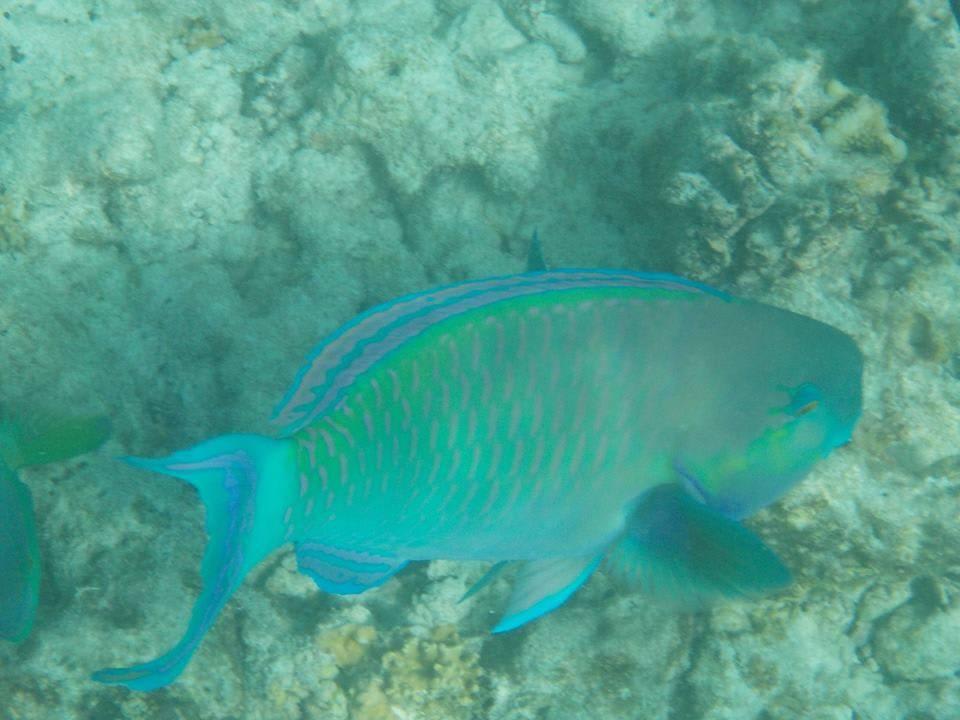 Schnorcheln im Hausriff Kuramathi Maldives