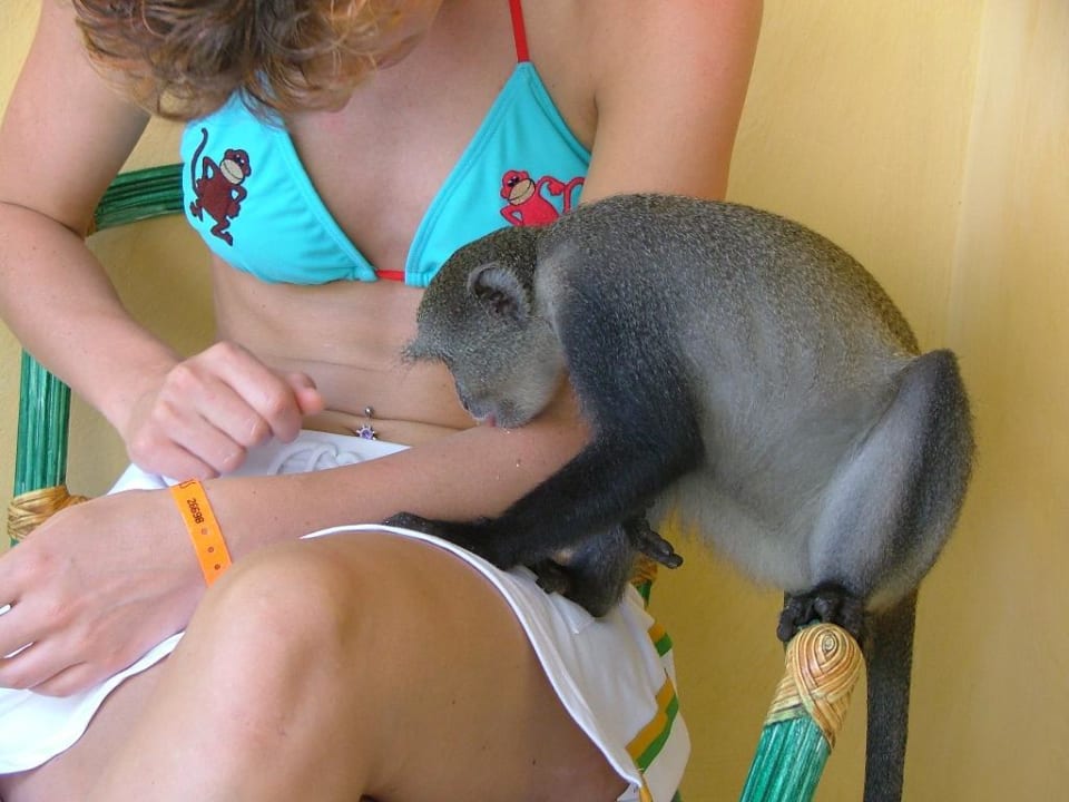 Meerkatze auf meinen Schoß Neptune Paradise Beach Resort & Spa