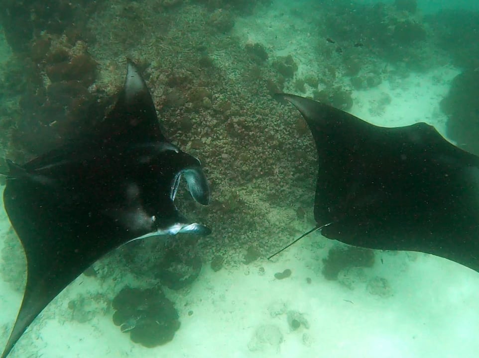 Sport & Freizeit Kihaa Maldives