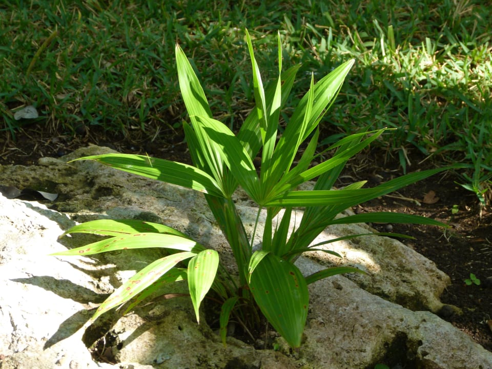 Das Grün gedeiht sogar in Felsspalten- Hotel Riu Tequila