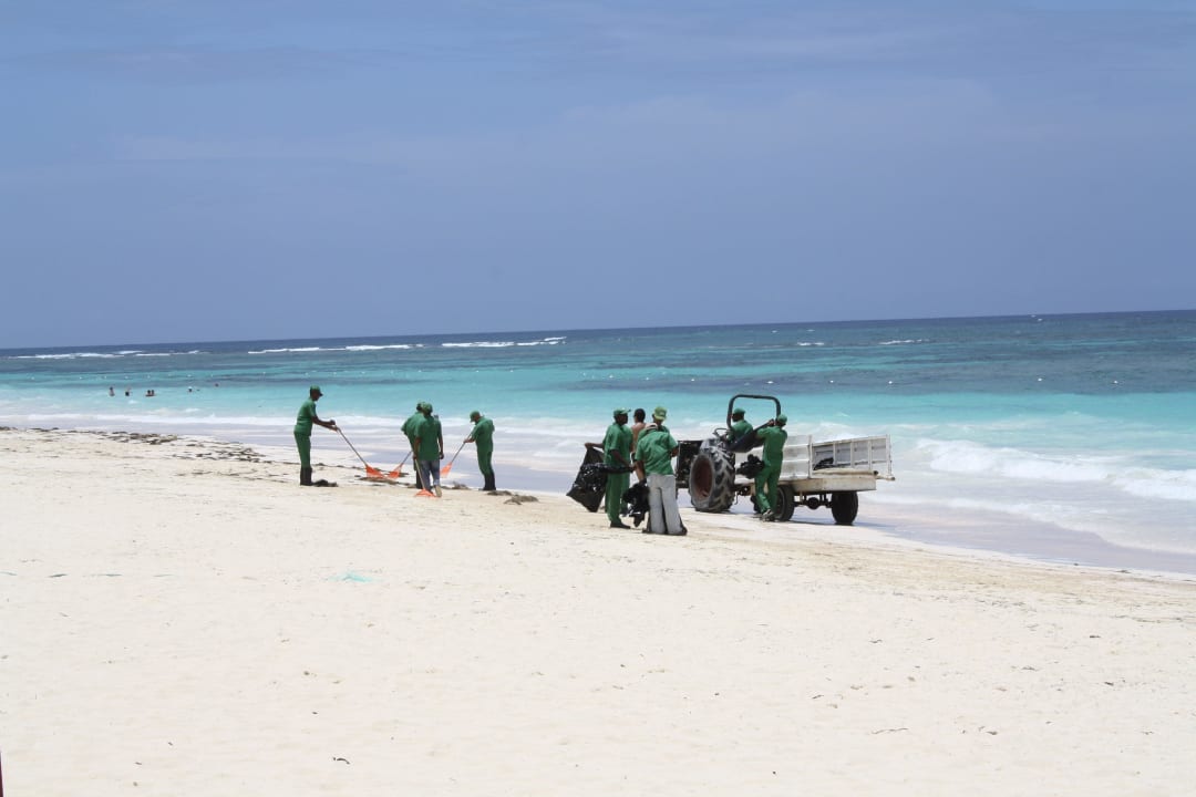 Die fleißigen Arbeiter sammeln Algen jeden Tag auf Punta Cana Princess All Suites Resort & Spa