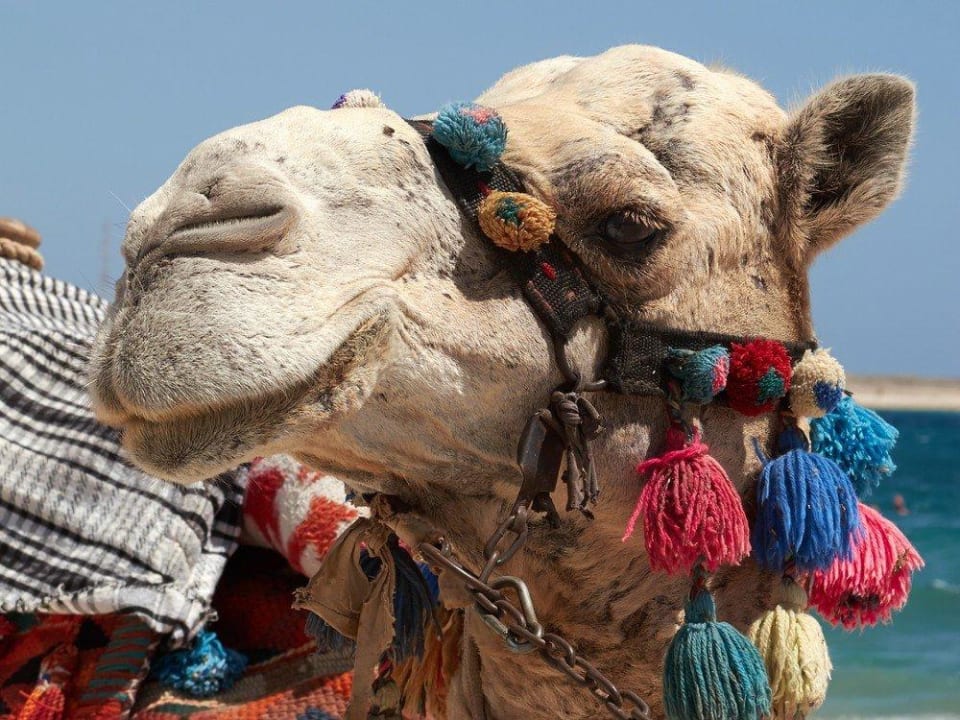 Dromedar Malikia Resort Abu Dabbab